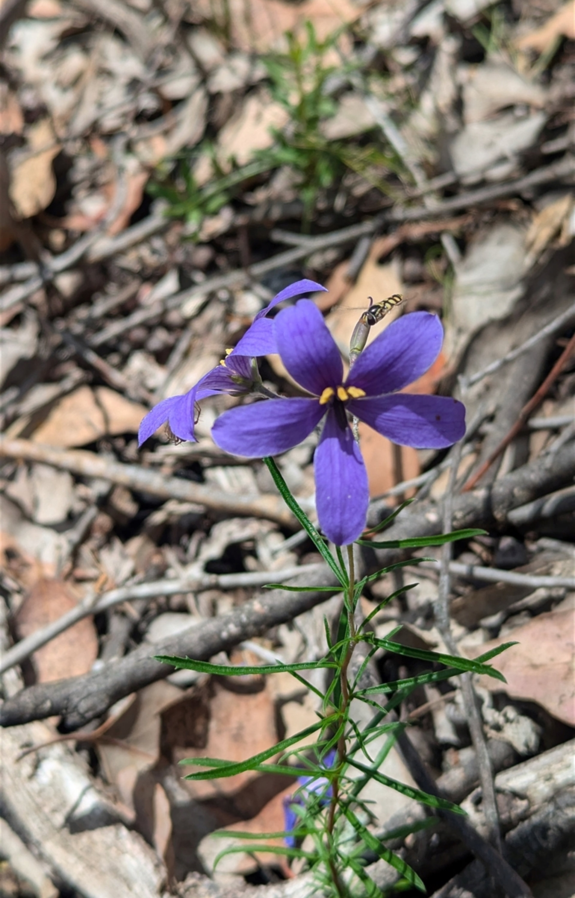 Cheiranthera linearis at Rosewood, NSW - suppressed