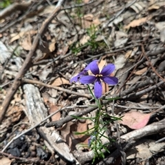 Cheiranthera linearis at Rosewood, NSW - suppressed