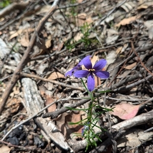 Cheiranthera linearis at suppressed - 4 Dec 2024