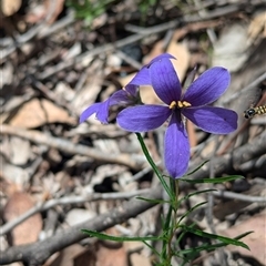 Simosyrphus grandicornis at Rosewood, NSW - suppressed