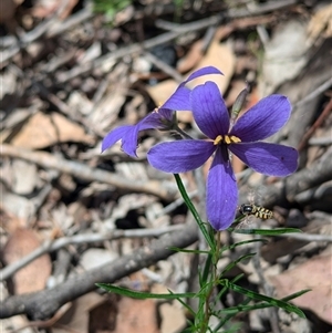 Simosyrphus grandicornis at Rosewood, NSW - suppressed