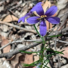 Simosyrphus grandicornis at Rosewood, NSW - suppressed