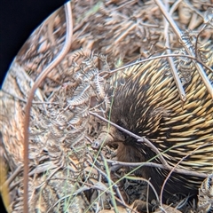 Tachyglossus aculeatus (Short-beaked Echidna) at Coppabella, NSW - 4 Dec 2024 by Darcy