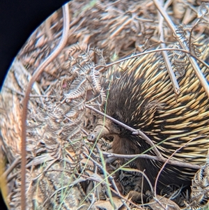 Tachyglossus aculeatus at Coppabella, NSW - 4 Dec 2024 01:11 PM