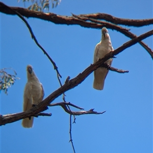 Cacatua galerita at Coppabella, NSW - 4 Dec 2024 01:28 PM