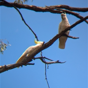 Cacatua galerita at Coppabella, NSW - 4 Dec 2024 01:28 PM