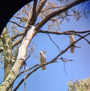 Cacatua galerita at Coppabella, NSW - 4 Dec 2024 01:28 PM