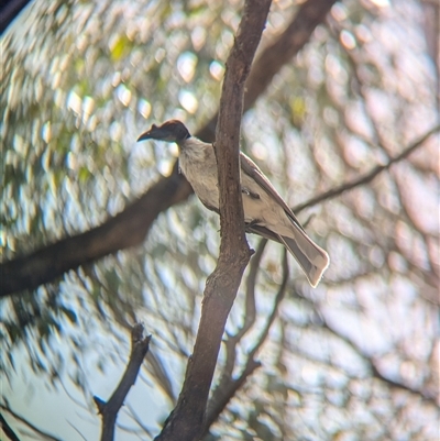 Philemon corniculatus (Noisy Friarbird) at Coppabella, NSW - 4 Dec 2024 by Darcy