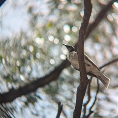 Philemon corniculatus at Coppabella, NSW - 4 Dec 2024 01:58 PM