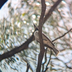 Philemon corniculatus at Coppabella, NSW - 4 Dec 2024 01:58 PM