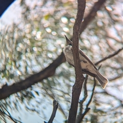 Philemon corniculatus at Coppabella, NSW - 4 Dec 2024 01:58 PM