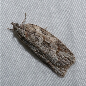 Thrincophora inconcisana at Freshwater Creek, VIC - 24 Apr 2020 09:08 PM