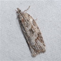 Thrincophora inconcisana at Freshwater Creek, VIC - 24 Apr 2020 09:08 PM