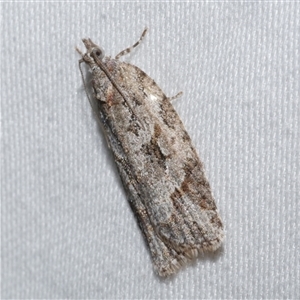 Thrincophora inconcisana at Freshwater Creek, VIC - 24 Apr 2020 09:08 PM