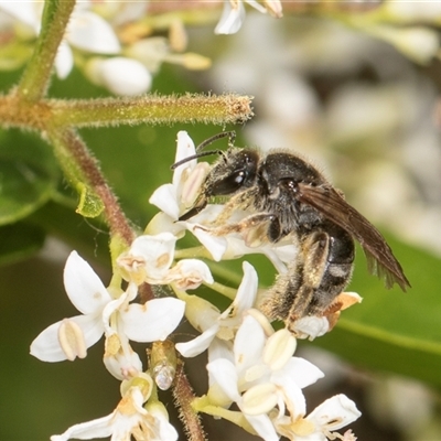 Lasioglossum (Chilalictus) sp. (genus & subgenus) (Halictid bee) at Higgins, ACT - 15 Nov 2024 by AlisonMilton