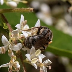 Lasioglossum (Chilalictus) sp. (genus & subgenus) at Higgins, ACT - 15 Nov 2024 11:13 AM