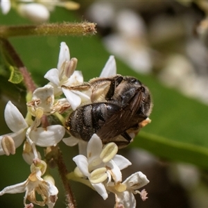 Lasioglossum (Chilalictus) sp. (genus & subgenus) at Higgins, ACT - 15 Nov 2024 11:13 AM