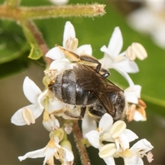 Lasioglossum (Chilalictus) sp. (genus & subgenus) at Higgins, ACT - 15 Nov 2024 11:13 AM