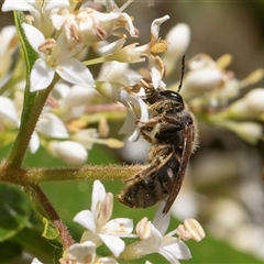 Lasioglossum (Chilalictus) sp. (genus & subgenus) at Higgins, ACT - 15 Nov 2024 11:13 AM