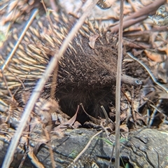 Tachyglossus aculeatus (Short-beaked Echidna) at Coppabella, NSW - 4 Dec 2024 by Darcy