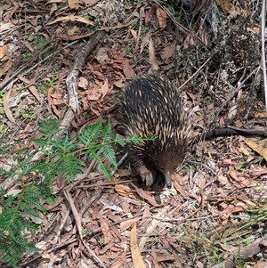 Tachyglossus aculeatus at Coppabella, NSW - 4 Dec 2024 02:00 PM