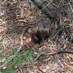 Tachyglossus aculeatus at Coppabella, NSW - 4 Dec 2024 02:00 PM