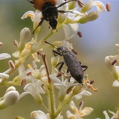 Eleale aspera (Clerid beetle) at Higgins, ACT - 15 Nov 2024 by AlisonMilton