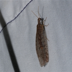 Oedosmylus tasmaniensis at Freshwater Creek, VIC - 24 Apr 2020 10:35 PM