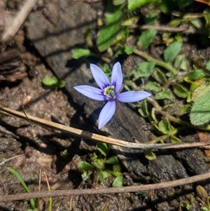 Isotoma fluviatilis subsp. australis at Coppabella, NSW - suppressed