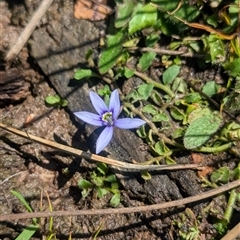 Isotoma fluviatilis subsp. australis at Coppabella, NSW - suppressed