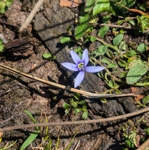 Isotoma fluviatilis subsp. australis at Coppabella, NSW - suppressed