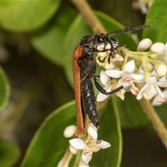 Porrostoma rhipidium (Long-nosed Lycid (Net-winged) beetle) at Higgins, ACT - 15 Nov 2024 by AlisonMilton