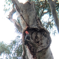 Callocephalon fimbriatum (Gang-gang Cockatoo) at Coppabella, NSW - 5 Dec 2024 by Darcy