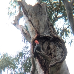 Callocephalon fimbriatum at Coppabella, NSW - suppressed