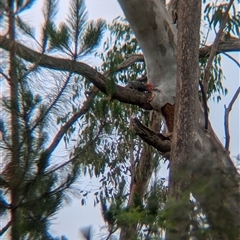 Callocephalon fimbriatum at Coppabella, NSW - suppressed