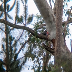 Callocephalon fimbriatum at Coppabella, NSW - suppressed