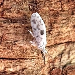 Heteroconis ornata (a dusty lacewing) at Ainslie, ACT - 5 Jan 2025 by Pirom