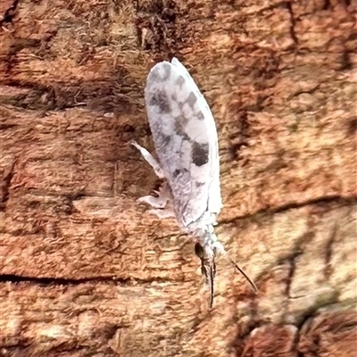 Heteroconis ornata (a dusty lacewing) at Ainslie, ACT - 5 Jan 2025 by Pirom