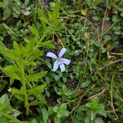 Isotoma fluviatilis subsp. australis (Swamp Isotome) at Coppabella, NSW - 5 Dec 2024 by Darcy