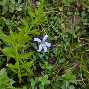 Isotoma fluviatilis subsp. australis at Coppabella, NSW - suppressed