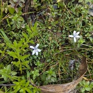 Isotoma fluviatilis subsp. australis at Coppabella, NSW - suppressed