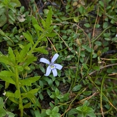 Isotoma fluviatilis subsp. australis at Coppabella, NSW - suppressed