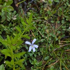 Isotoma fluviatilis subsp. australis at Coppabella, NSW - suppressed