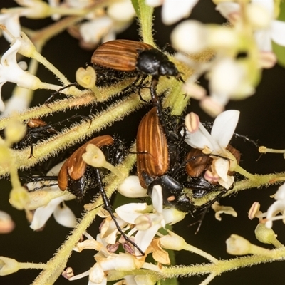 Phyllotocus kingii (Nectar scarab) at Higgins, ACT - 15 Nov 2024 by AlisonMilton