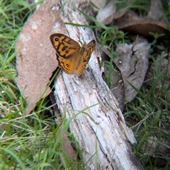 Heteronympha merope (Common Brown Butterfly) at Carabost, NSW - 5 Dec 2024 by Darcy