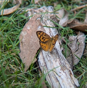 Heteronympha merope at Carabost, NSW - 5 Dec 2024 01:58 PM