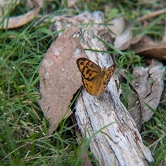 Heteronympha merope at Carabost, NSW - 5 Dec 2024 01:58 PM