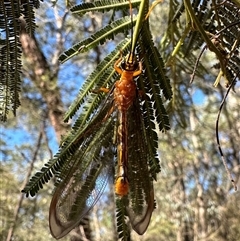 Nymphes myrmeleonoides (Blue eyes lacewing) at Ainslie, ACT - 27 Dec 2024 by Pirom