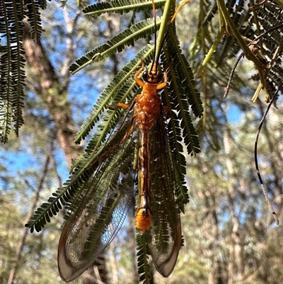 Nymphes myrmeleonoides (Blue eyes lacewing) at Ainslie, ACT - 27 Dec 2024 by Pirom