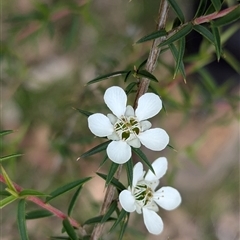 Leptospermum continentale (Prickly Teatree) at Carabost, NSW - 5 Dec 2024 by Darcy